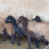 میش هترو و همو|حیوانات مزرعه|تهران, خاوران|دیوار