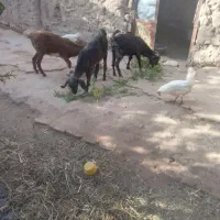 کهره 8 ماه
