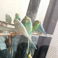 دوعددعروس هلندی و ۴جفت مرغ عشق