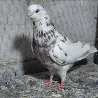 کبوتر، کفتر پرشی