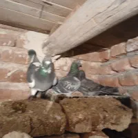 فروش ۸ عدد شامی|پرنده|خسروشاه, |دیوار