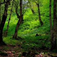 مشورت‌ برای‌ تنهایی