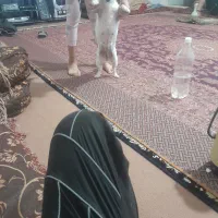 سگ خوب بازیگوش فی ۳تومن مفت|سگ|کرمان, |دیوار