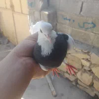 کبوتر طوقی|پرنده|دهدشت, |دیوار