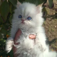 پرشین و اسکاتیش نر و ماده