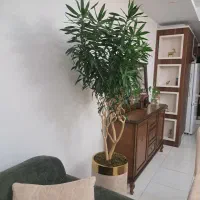 گل اپارتمانی|گل و گیاه طبیعی|کرج, محمود آباد|دیوار