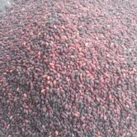 فروش زغال اخته هسته دار خشک شده