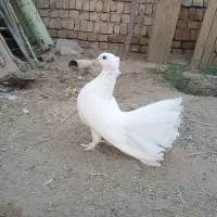 کبوتر دم چتری کاکلی(انگلیسی)