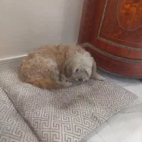 واگذاری دو عدد سگ شیتزوتریر ۶ ساله