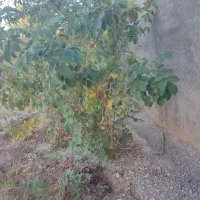 ده بوته گل محمدی شش ساله|گل و گیاه طبیعی|سیرجان, |دیوار