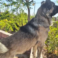 فروش دو قلاده سگ نژاد سرابی|سگ|دلیجان, |دیوار