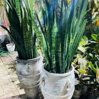 فروش گلهای آپارتمانی با مشاوره