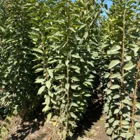 نهال با کیفیت و اصلاح شده|خدمات باغبانی و درختکاری|دهگلان, |دیوار