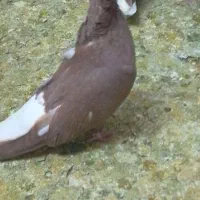 پنچ جفت غلط دار