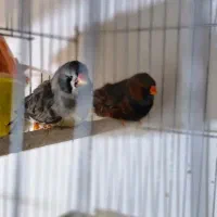 فروش فنچ کینگ مولد|پرنده|بندرعباس, |دیوار