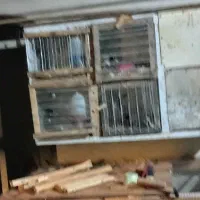 قفس،انواع پرنده ،