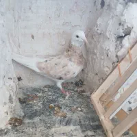 کفترگم کردم شازده سبز یه سین دم قهوه ای هم امروز|پرنده|ساوه, |دیوار