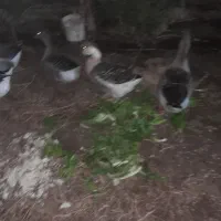 غاز وقو غاز