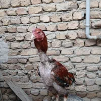 4 عدد خروس لاری|حیوانات مزرعه|رباط‌کریم, رباط‌کریم|دیوار