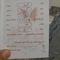 لویی سگ بازی گوش|سگ|قم, شهرک فاطمیه|دیوار