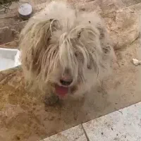 واگذاری سگ تریر ( گلی )