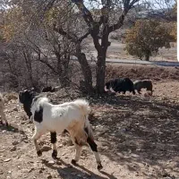 با سلام خدمت دوستان عزیز نر بز پاکستان اصلی|حیوانات مزرعه|آبدانان, |دیوار