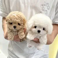 پودل تی کاپ فنجونی|سگ|یزد, |دیوار