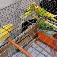 مرغ عشق|پرنده|اردبیل, |دیوار