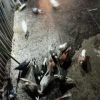 کفتر