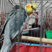 طوطی عروس نر و ماده با قفش|پرنده|رشت, کوی عرفان|دیوار
