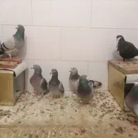 پلاکی