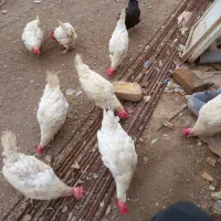 مرغ تخم گذار|حیوانات مزرعه|اسفرورین, |دیوار