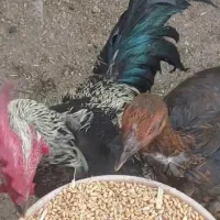 مرغ و خروس|حیوانات مزرعه|اردبیل, |دیوار