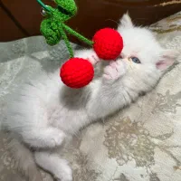 گربه پرشین|گربه|گرگان, |دیوار