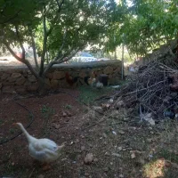 تعویض دو  عدد خروس بزرگ سرحال باغاز ماده