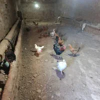 فروشی|حیوانات مزرعه|مرند, |دیوار