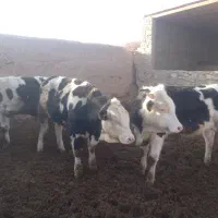 جوانه نر|حیوانات مزرعه|فیروزه, |دیوار