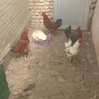 خروس  دوتا نژاد دار ویکی بومی