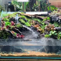 طراحی و اجرای آبنمای جنگل|گل و گیاه طبیعی|لواسان, |دیوار