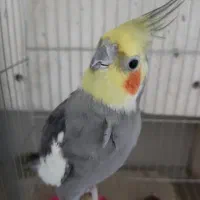 عروس هلندی نر بالغ