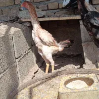 خروس مرغ اوشامو|حیوانات مزرعه|آبیک, |دیوار