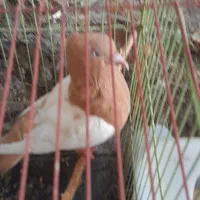 کفتر