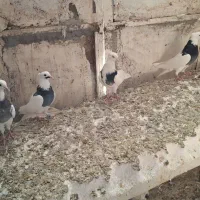 کبوتر|پرنده|ایوان, |دیوار