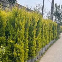 ارقام کاج لاوسون و ونوک دار با قیمت مناسب پاشاپور