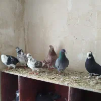 کبوتر|حیوانات|اراک, |دیوار