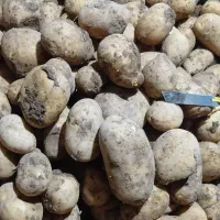 سیب زمینی|عمده‌فروشی|سجاس رود, |دیوار