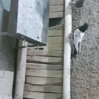 منقل اهنی (ک ب و ت ر ا )فروشین