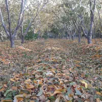باغ میوه بادرختان مثمر