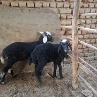 بره شیری