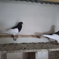 کبوتر شهری چپ، یال|پرنده|بوشهر, |دیوار